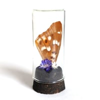 Image 1 of Lesser Purple Emperor Butterfly Wing Curio Vial I
