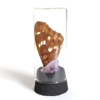 Image 2 of Lesser Purple Emperor Butterfly Wing Curio Vial I