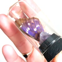 Image 4 of Lesser Purple Emperor Butterfly Wing Curio Vial I