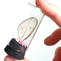 Image 3 of Blushing Phantom Butterfly Wing Curio Vial II