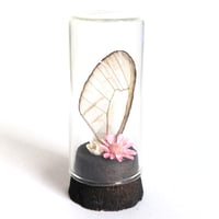 Image 1 of Blushing Phantom Butterfly Wing Curio Vial II