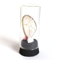 Image 2 of Blushing Phantom Butterfly Wing Curio Vial II
