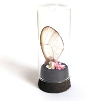 Image 1 of Blushing Phantom Butterfly Wing Curio Vial I