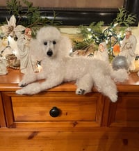 Image 1 of 10" White poodle