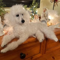 Image 2 of 10" White poodle