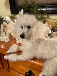 Image 3 of 10" White poodle