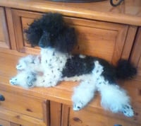 Image 1 of Small 9" black/white parti poodle