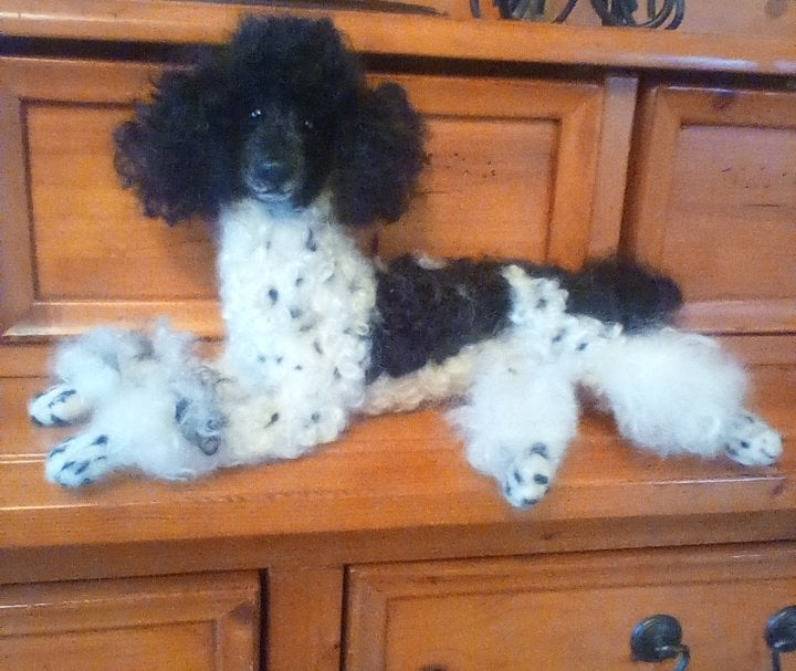 Toy parti hotsell poodle for sale