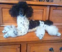 Image 2 of Small 9" black/white parti poodle