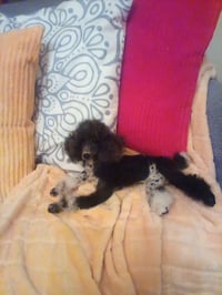 Image 4 of Small 9" black/white parti poodle