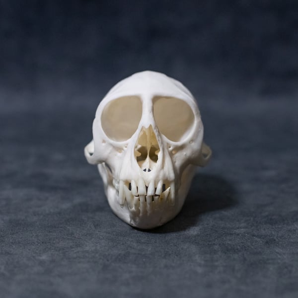 Image of Lowe's Mona Monkey Skull 02