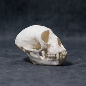 Image of Lowe's Mona Monkey Skull 02