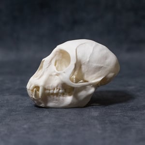 Image of Lowe's Mona Monkey Skull 02