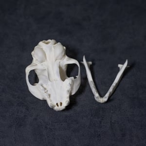 Image of Domestic Cat Skull 01