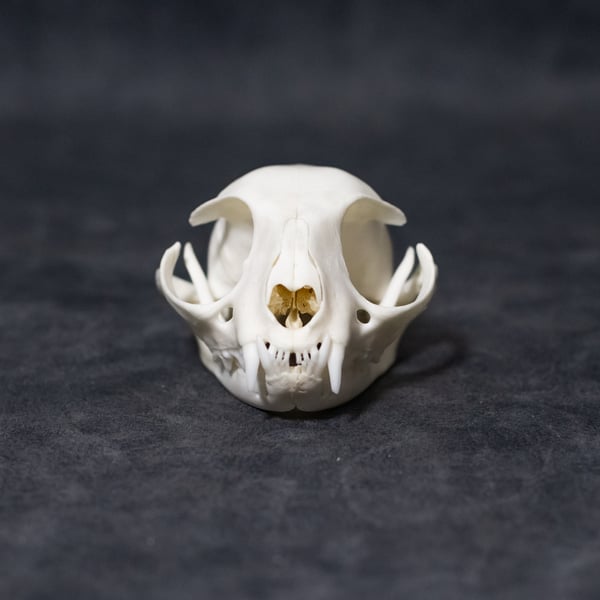 Image of Domestic Cat Skull 01