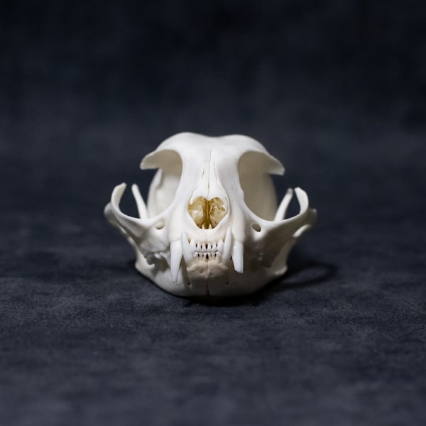 Image of Domestic Cat Skull 04