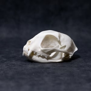 Image of Domestic Cat Skull 04