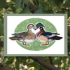 Love Birds - Wood Ducks