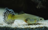 Female guppy
