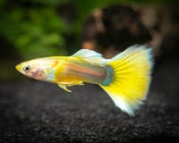 Male guppy