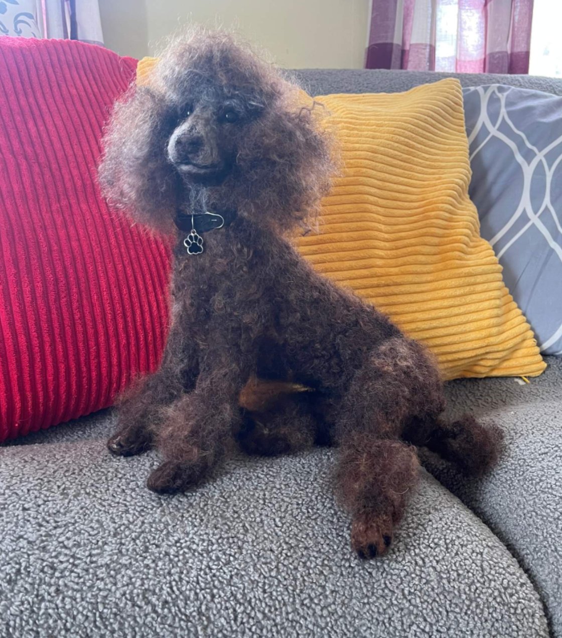 Image of Custom 12" sitting poodle(choice of any color)