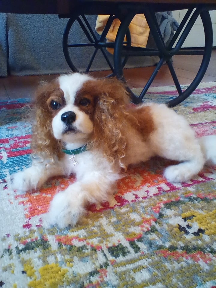 Image of Small 9" Blenheim Cavi Spaniel
