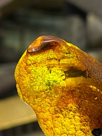 Image 1 of Tiny dancer In Baltic Amber 