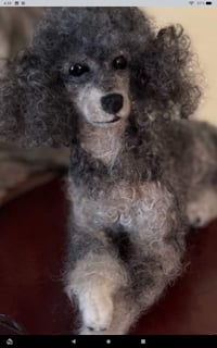 Image 1 of 9" Custom Toy poodle( choice of any color)