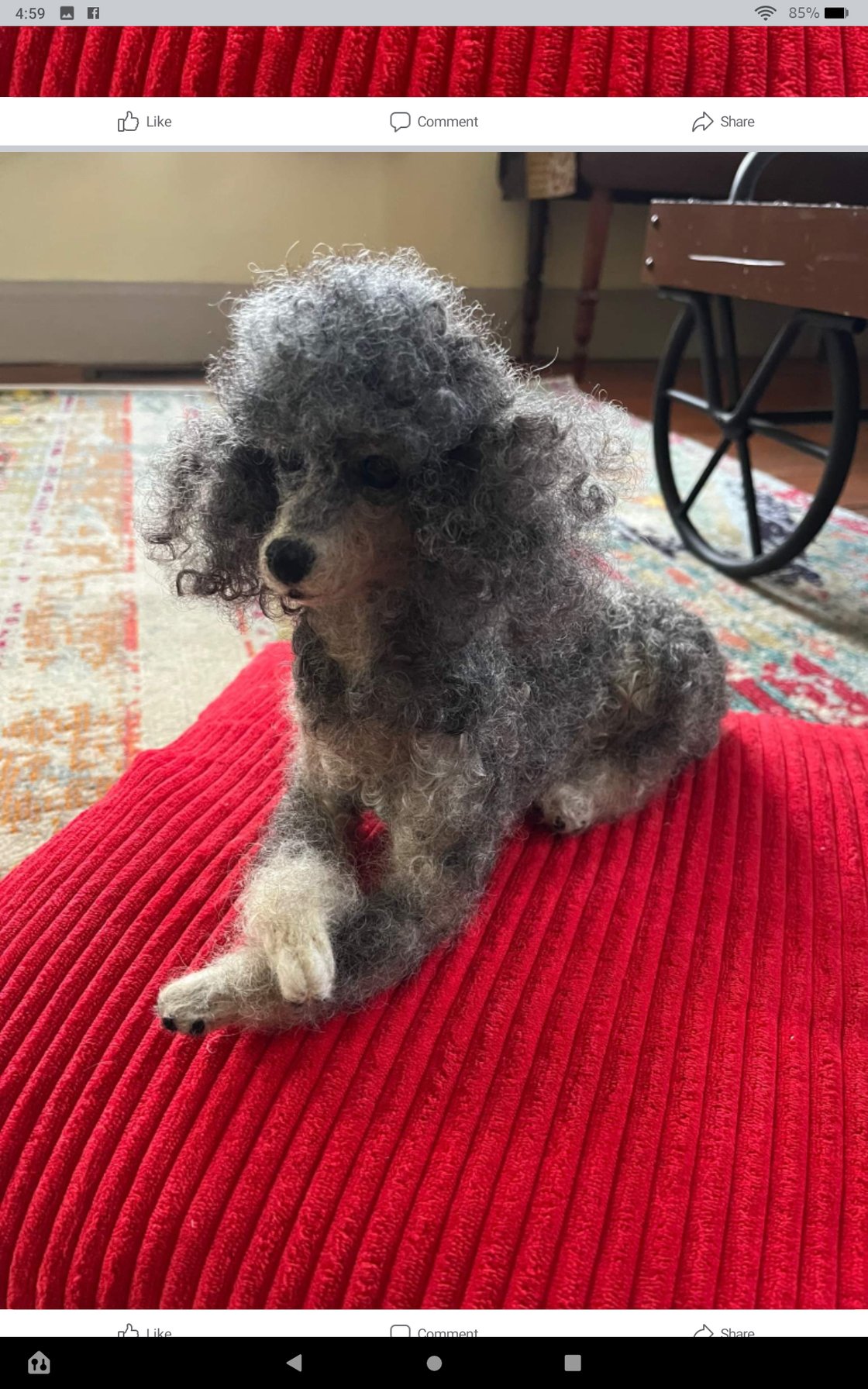Image of 9" Custom Toy poodle( choice of any color)