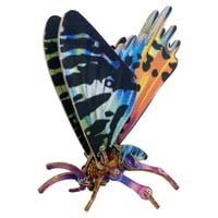 Image 1 of JCR ARTHROPODA : MOTH