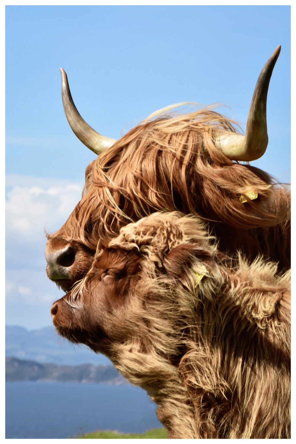 Image of Highland Affection 
