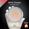 White Cheese (Tyromyces Sp.) Live Mycelium Mushroom Culture Spawn Seed