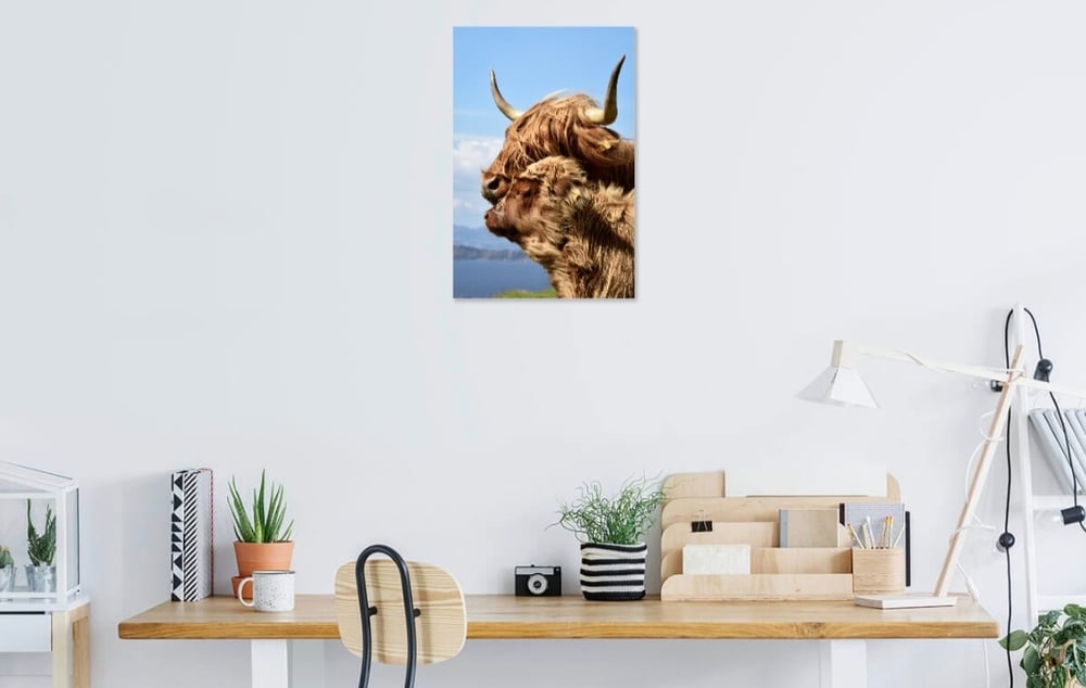 Image of Highland Affection 