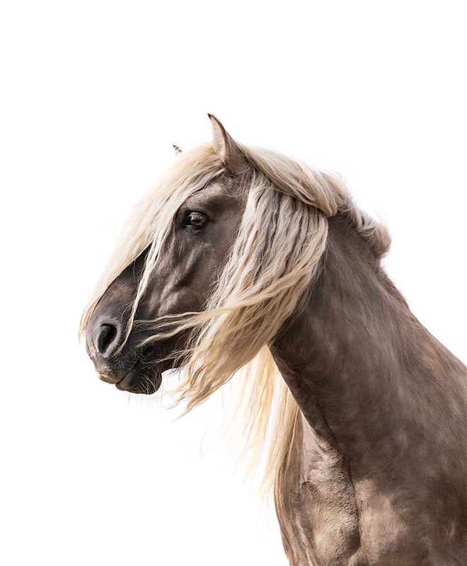 Image of Gillean of Liosmor