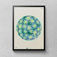 Image 5 of Moss Ball