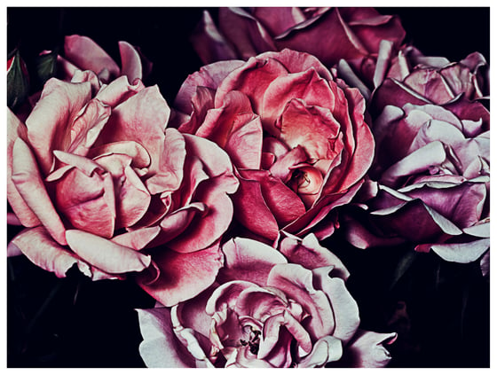 Image of Rose Garden No.2
