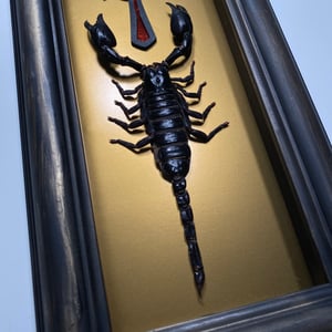 Image of Scorpion 