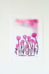 Trifolium Pratense