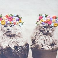 Image 4 of Pretty kitties