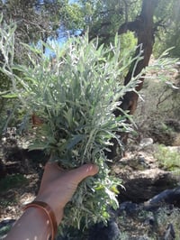 CLASS RECORDING • Herbs & Dreaming :: Botanicals for Navigating the Sacred Well