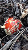 CLASS RECORDINGS • Merry Mushroom :: Amanita muscaria Myth & Medicine OG Series 2020-2022