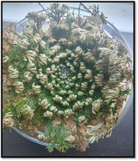 Image 1 of Rose of Jericho
