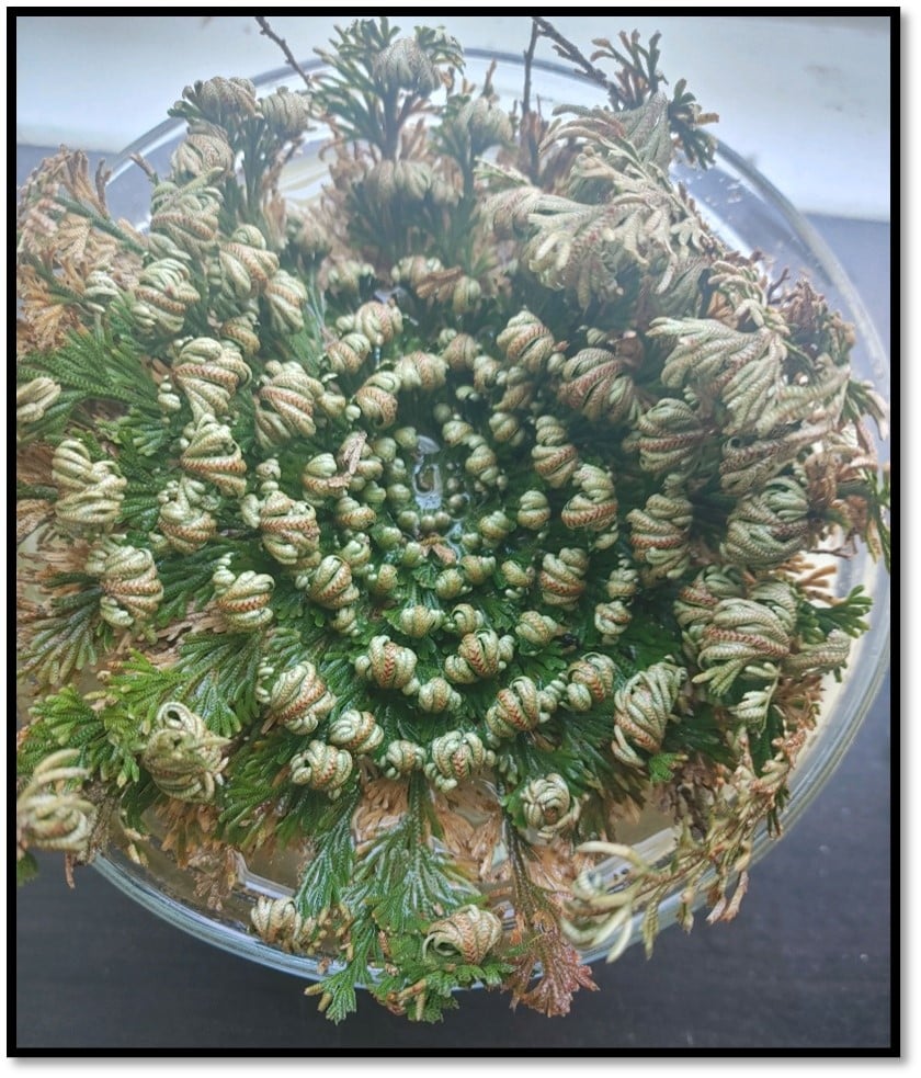 Rose of Jericho Ritual Raining Lake Apothecary & Botanica