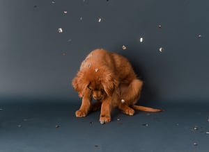 Image of Confetti Mini-Sessions!