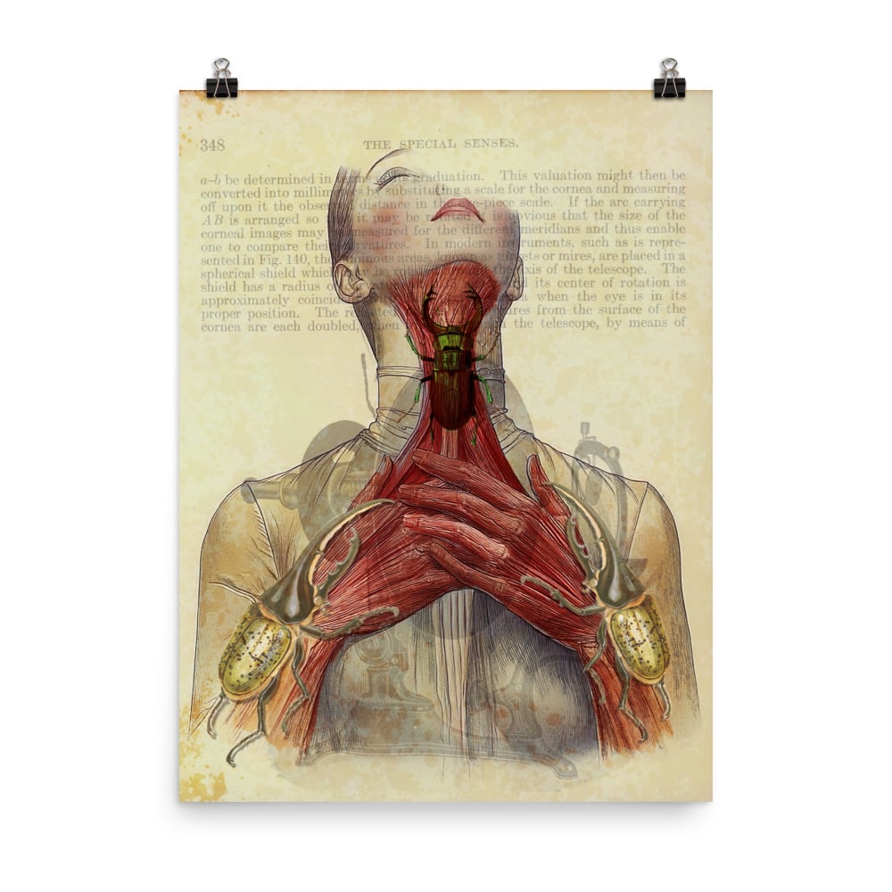 Print - Secret Anatomy 1