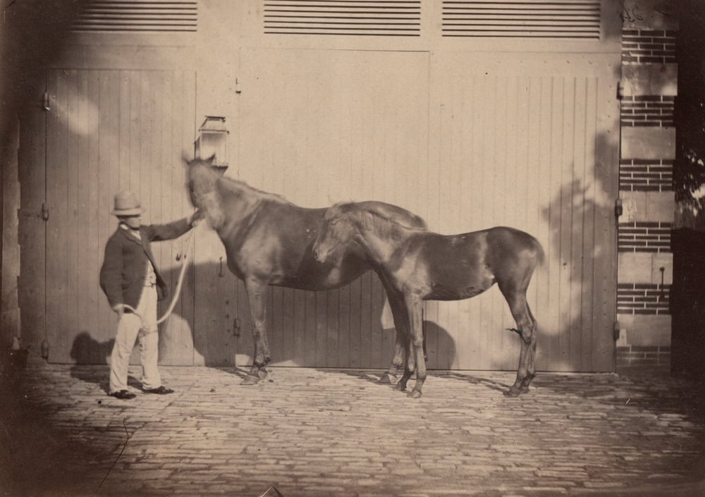 Image of Anonyme: albumen print of two horses 'Désiré' and 'Wild Girl' ca. 1860