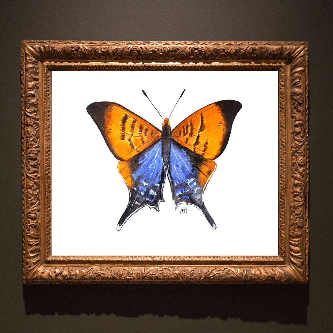 Image of Orange Banded Daggerwing Butterfly Watercolor Illustration PRINT 