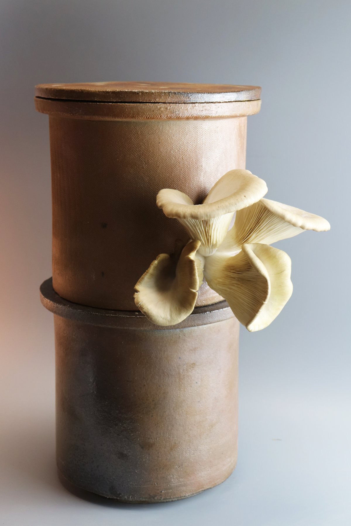 Image of Outdoor mushroom growing pot with lid