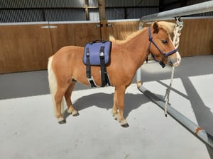 Image of Miniature Horse Pack Saddle