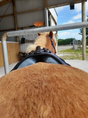 Image of Miniature Horse Pack Saddle